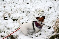 IMG_1247.jpg
