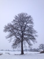 ImageUploadedByTapatalk1422218505.861210.jpg