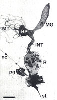 8-Darm-Tetr.-binghami.jpg