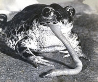 Pelobates.jpg