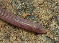 Blindschlange.jpg (115.7 KiB) 82767-mal betrachtet Blindschlange.jpg