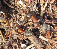 Waldameisen.JPG (1.71 MiB) 84895-mal betrachtet Waldameisen.JPG