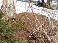 Waldameisenhaufen.JPG (1.79 MiB) 85313-mal betrachtet Waldameisenhaufen.JPG