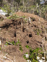 Waldameisenhaufen mit Spechtschäden.JPG (3.6 MiB) 85313-mal betrachtet Waldameisenhaufen mit Spechtschäden.JPG