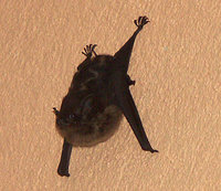 Fledermaus-065.jpg