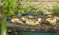 Vogelfütterung-126.jpg