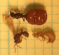 Anergates family5 web.jpg (51.42 KiB) 47442-mal betrachtet Anergates family5 web.jpg