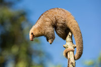 Silky_Anteater Zwerg-Ameisenbär.jpg