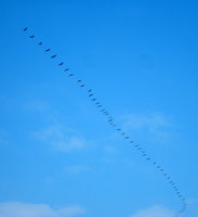 C.-R.-Vögel-346.jpg