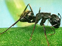 Realm-2-Camponotus.jpg (112.81 KiB) 96698-mal betrachtet Realm-2-Camponotus.jpg