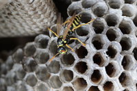 Es scheint, als sei eine Flüssigkeit in den Waben eingelagert.JPG (1.71 MiB) 244195-mal betrachtet Es scheint, als sei eine Flüssigkeit in den Waben eingelagert.JPG