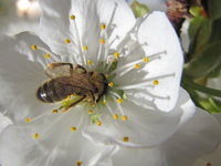 Wildbiene auf Kirschblüte.JPG