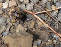 Anthophora cf. plumipes.JPG