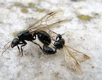 Messor-Kopula-26.10.11.jpg (104.1 KiB) 100084-mal betrachtet Messor-Kopula-26.10.11.jpg