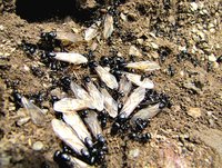 Messor-Gynen_4920.jpg (199.58 KiB) 99735-mal betrachtet Messor-Gynen_4920.jpg