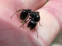 Messor-dealat_4922.jpg (124.19 KiB) 100084-mal betrachtet Messor-dealat_4922.jpg