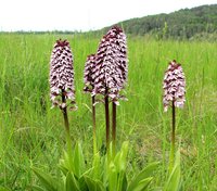 1-O.purpurea-5123.jpg (214.21 KiB) 95486-mal betrachtet 1-O.purpurea-5123.jpg