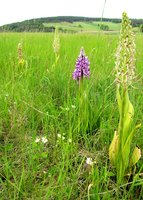 2-O.-mil.+-Himantogl.-5124.jpg (189.51 KiB) 95491-mal betrachtet 2-O.-mil.+-Himantogl.-5124.jpg