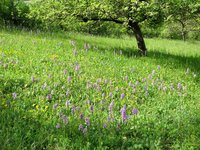 3-O. militaris_5145.jpg (368.16 KiB) 95485-mal betrachtet 3-O. militaris_5145.jpg