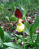 4-Cypriped.-5153.jpg (192.96 KiB) 95488-mal betrachtet 4-Cypriped.-5153.jpg