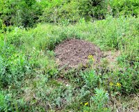 5-F.prat.-5132.jpg (225.77 KiB) 94837-mal betrachtet 5-F.prat.-5132.jpg