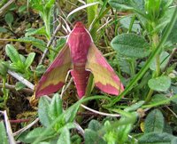 6-Kl. Weinschwärmer_5135.jpg (166.54 KiB) 94009-mal betrachtet 6-Kl. Weinschwärmer_5135.jpg