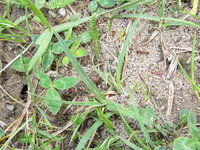 Manica und Formica Nestausgang.JPG (1.66 MiB) 143319-mal betrachtet Manica und Formica Nestausgang.JPG