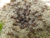 Formica belagern Nesteingang von Manica.JPG (2.18 MiB) 143319-mal betrachtet Formica belagern Nesteingang von Manica.JPG