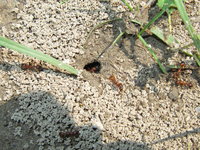 Manica fouragieren als wäre nichts.JPG (1.85 MiB) 143319-mal betrachtet Manica fouragieren als wäre nichts.JPG