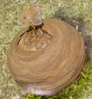 Hornissennest mit Heissleim an Plexiglasscheibe geklebt.JPG (1.13 MiB) 162942-mal betrachtet Hornissennest mit Heissleim an Plexiglasscheibe geklebt.JPG