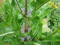 Karde_5272.jpg (158.82 KiB) 105197-mal betrachtet Karde_5272.jpg