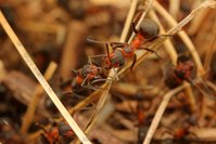 IMG_5451.JPG (411.13 KiB) 84003-mal betrachtet IMG_5451.JPG