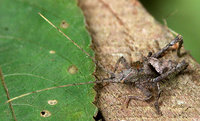 Heuschrecke-Peru-281.jpg