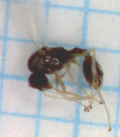 T.nyl.Mä-5.jpg (103.99 KiB) 27399-mal betrachtet T.nyl.Mä-5.jpg