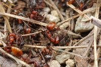 IMG_6787a.jpg (522.62 KiB) 119360-mal betrachtet IMG_6787a.jpg