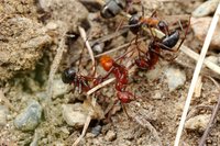 IMG_6814a.jpg (532.22 KiB) 119382-mal betrachtet IMG_6814a.jpg