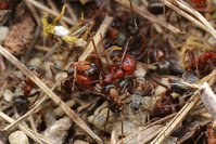 IMG_6823a.jpg (497.97 KiB) 119364-mal betrachtet IMG_6823a.jpg