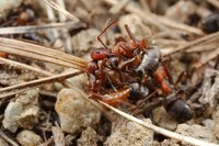 IMG_6834a.jpg (471.76 KiB) 119696-mal betrachtet IMG_6834a.jpg