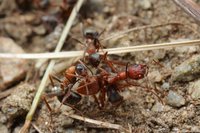 IMG_6850a.jpg (468.29 KiB) 119364-mal betrachtet IMG_6850a.jpg