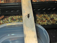 Ectomomyrmex astutus passiert Brücke.JPG (720.18 KiB) 103572-mal betrachtet Ectomomyrmex astutus passiert Brücke.JPG