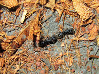 Pachycondyla astuta im Tandemlauf.JPG (1.22 MiB) 103572-mal betrachtet Pachycondyla astuta im Tandemlauf.JPG