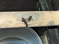 Fliegentransport ins alte Nest.JPG (649.96 KiB) 102773-mal betrachtet Fliegentransport ins alte Nest.JPG