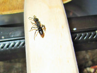 Zerlegte Fliege wird ins alte Formicarium transportiert.JPG (662.74 KiB) 103579-mal betrachtet Zerlegte Fliege wird ins alte Formicarium transportiert.JPG