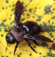 Xylocopa-Milben-03-web.jpg (76.86 KiB) 86557-mal betrachtet Xylocopa-Milben-03-web.jpg