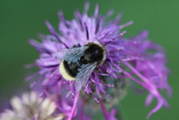 Hummel schwarz weiss.JPG