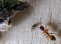 3-T.-aff._5435.jpg (117.48 KiB) 95784-mal betrachtet 3-T.-aff._5435.jpg