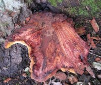 1-Leberpilz_5443.jpg (278.46 KiB) 72589-mal betrachtet 1-Leberpilz_5443.jpg