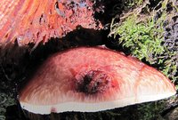 3-Anschnitt_5445.jpg (152.83 KiB) 72597-mal betrachtet 3-Anschnitt_5445.jpg