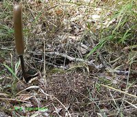 F.-paralug.-Nest.jpg (96.16 KiB) 57488-mal betrachtet F.-paralug.-Nest.jpg