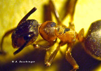 F.-paralug.-mit-Aegeritella.jpg (99.33 KiB) 57432-mal betrachtet F.-paralug.-mit-Aegeritella.jpg